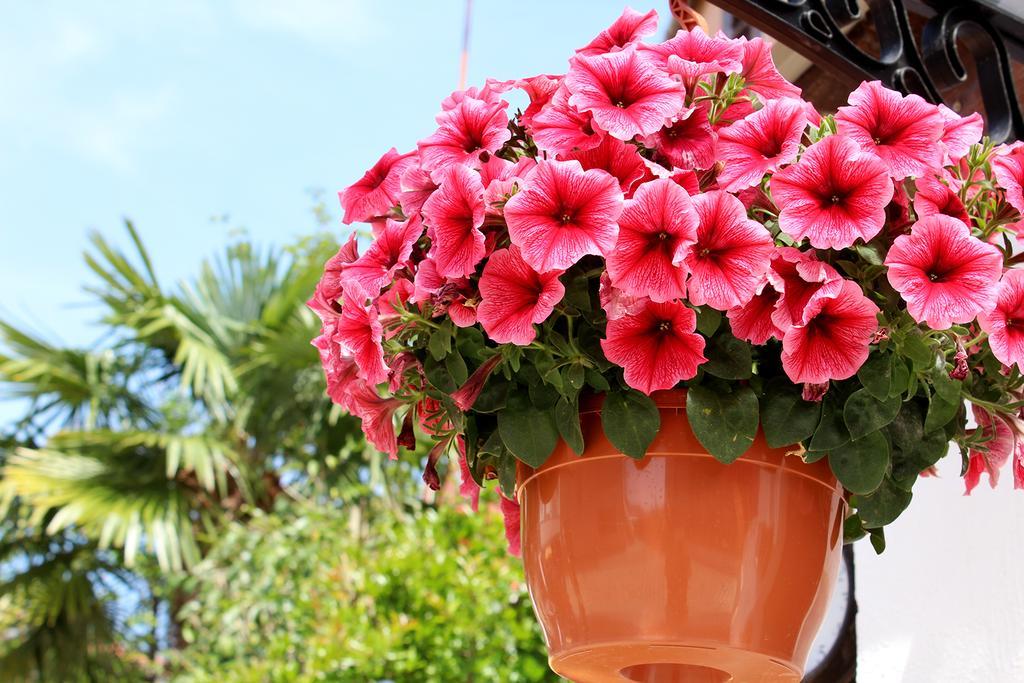 Apartments Garden Ровінь Екстер'єр фото